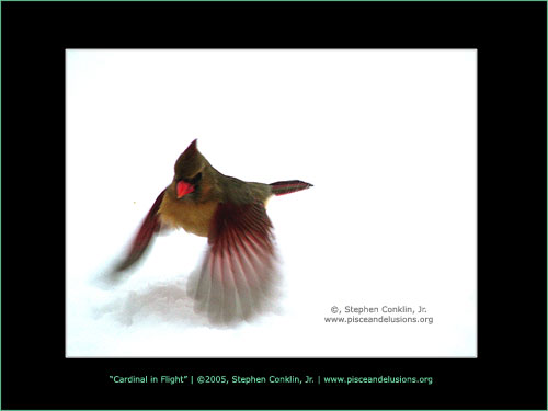 Cardinal in Flight, by Stephen Conklin, Jr. - www.pisceandelusions.org