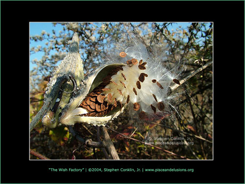 The Wish Factory, by Stephen Conklin, Jr. - www.pisceandelusions.org - Milkweed Pod