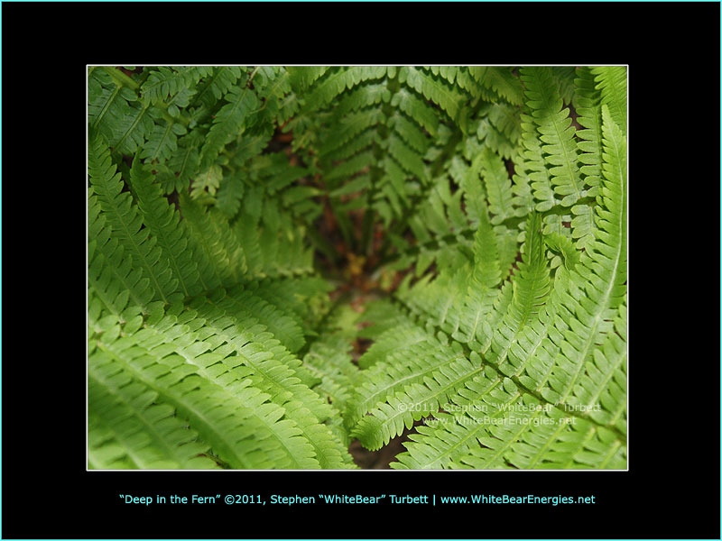 Inside the Fern - Stephen WhiteBear Turbett - www.WhiteBearEnergies.net